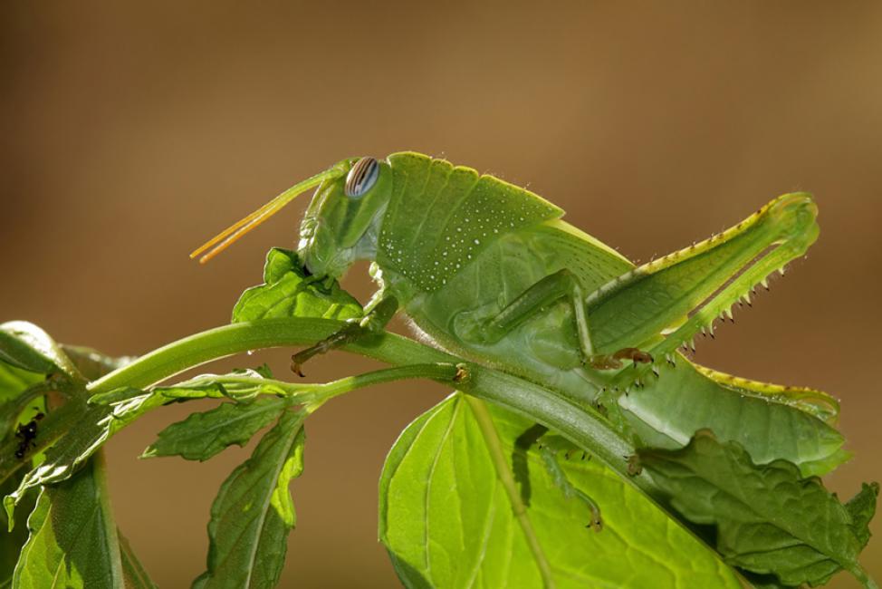 Saltamontes verde